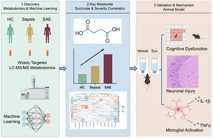 Succinate-Driven Metabolic Remodeling in Sepsis-Associated Encephalopathy. 